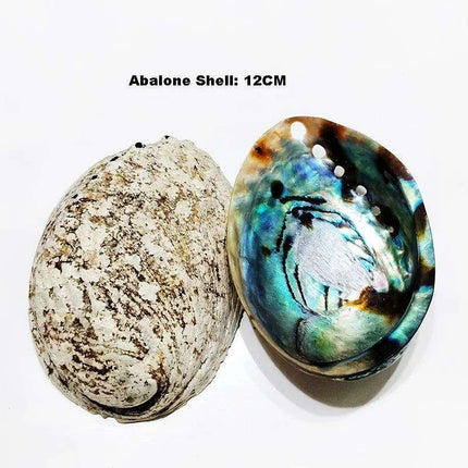 Exquisite Natural New Zealand Abalone Shells for Elegant Decor and Creative Crafts (12-16CM) - Très Elite