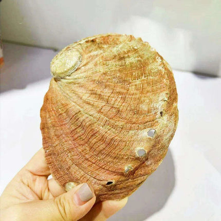 Exquisite Natural New Zealand Abalone Shells for Elegant Decor and Creative Crafts (12-16CM) - Très Elite
