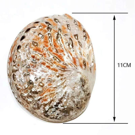 Exquisite Natural New Zealand Abalone Shells for Elegant Decor and Creative Crafts (12-16CM) - Très Elite