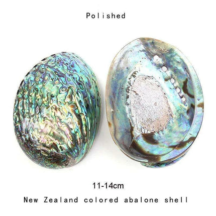 Exquisite Natural New Zealand Abalone Shells for Elegant Decor and Creative Crafts (12-16CM) - Très Elite