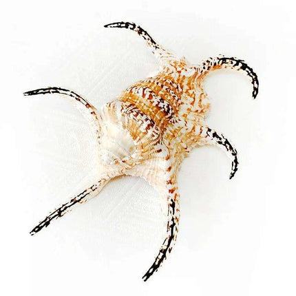 Extra Large Chiragra Spider Conch Shells - Distinctive Nautical Home Decor for Creative Projects (17-20CM) - Très Elite