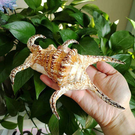 Extra Large Chiragra Spider Conch Shells - Distinctive Nautical Home Decor for Creative Projects (17-20CM) - Très Elite