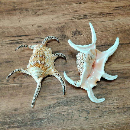 Extra Large Chiragra Spider Conch Shells - Distinctive Nautical Home Decor for Creative Projects (17-20CM) - Très Elite