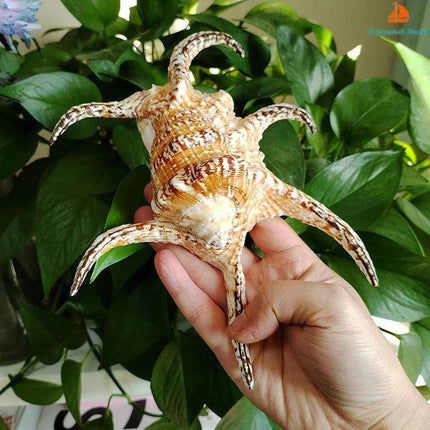 Extra Large Chiragra Spider Conch Shells - Distinctive Nautical Home Decor for Creative Projects (17-20CM) - Très Elite