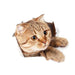 3D Cats Vinyl Decals - Elegant Feline Art Sticker for Home Decoration