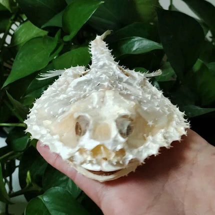 Genuine Deep Sea Handfish Skull Replica - Distinctive Taxidermy Specimen for Educational Purposes and Display - 15 CM - Très Elite