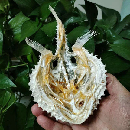 Genuine Deep Sea Handfish Skull Replica - Distinctive Taxidermy Specimen for Educational Purposes and Display - 15 CM - Très Elite