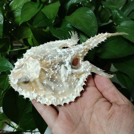 Genuine Deep Sea Handfish Skull Replica - Distinctive Taxidermy Specimen for Educational Purposes and Display - 15 CM - Très Elite
