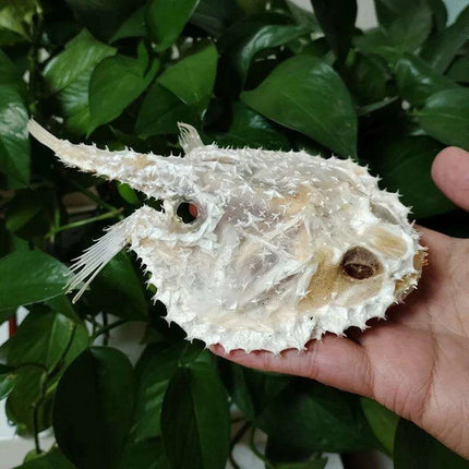 Genuine Deep Sea Handfish Skull Replica - Distinctive Taxidermy Specimen for Educational Purposes and Display - 15 CM - Très Elite