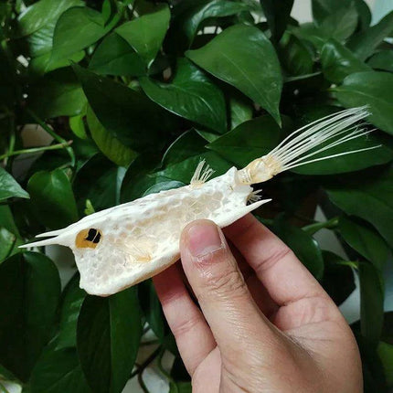 Genuine Deep Sea Handfish Skull Replica - Distinctive Taxidermy Specimen for Educational Purposes and Display - 15 CM - Très Elite