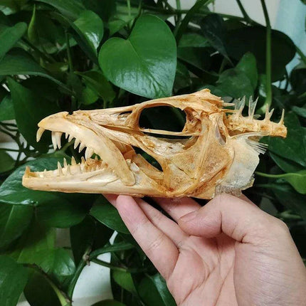 Genuine Deep Sea Handfish Skull Replica - Distinctive Taxidermy Specimen for Educational Purposes and Display - 15 CM - Très Elite