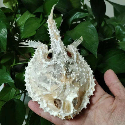 Genuine Deep Sea Handfish Skull Replica - Distinctive Taxidermy Specimen for Educational Purposes and Display - 15 CM - Très Elite