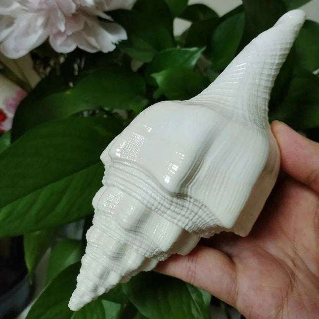 Genuine Indian Shankh Vamavarti Dattatreya Conch Shell