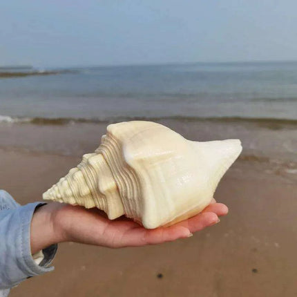 Genuine Indian Shankh Vamavarti Dattatreya Conch Shell - Très Elite
