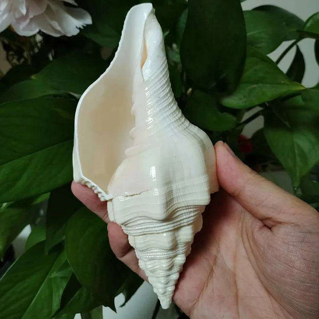 Genuine Indian Shankh Vamavarti Dattatreya Conch Shell