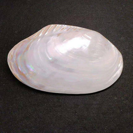 Giant Gleaming Oyster Shell – 20-22CM Natural Mussel Shell - Très Elite