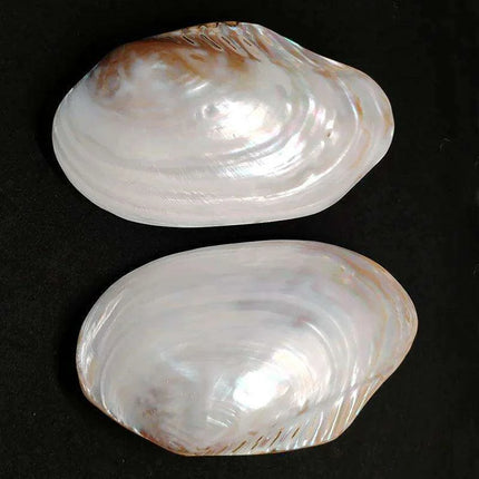 Giant Gleaming Oyster Shell – 20-22CM Natural Mussel Shell - Très Elite