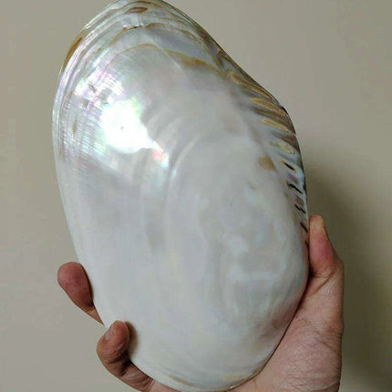 Giant Gleaming Oyster Shell – 20-22CM Natural Mussel Shell - Très Elite
