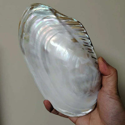 Giant Gleaming Oyster Shell – 20-22CM Natural Mussel Shell - Très Elite