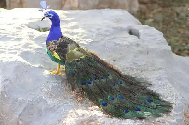 Realistic Foam & Feather Peacock Sculpture — 60cm