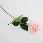 Light pink rose