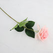 Light pink rose