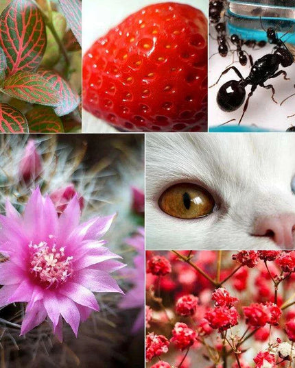 Smartphone Macro Lens Professional Photography Kit - Unlock Your Creative Potential