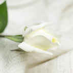 rose white