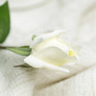 rose white