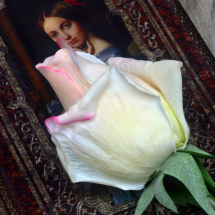 Real Touch Artificial Rose Flowers | Set of 7, 12 Colours