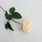 Light champagne rose