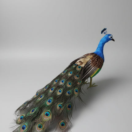Colorful Peacock Model — Foam & Feather — 80cm