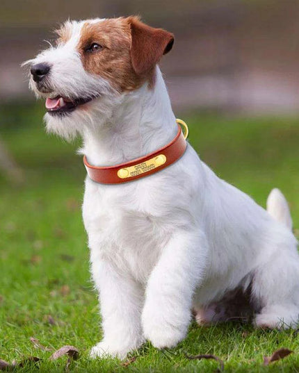Custom Engraved Leather Dog Collar for Small to Medium Breeds - Personalized with Name and Contact Information