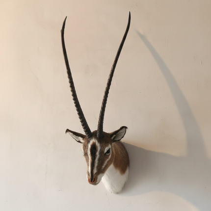 Antelope Head Wall Mount — Polyethylene & Faux Fur, 55×35cm