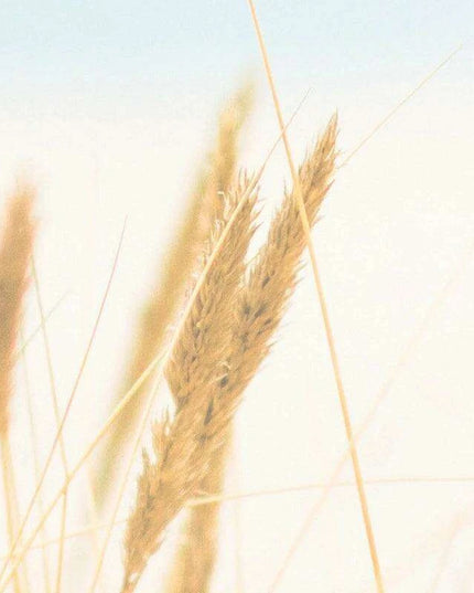 Tranquil Coastal Retreat Canvas Art Collection for Calming Home and Office Environments