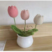 Pink Tulip
