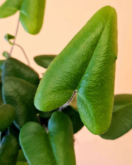 Pet-Safe Charming Heartleaf Fern: A Delightful Touch of Green for Animal Lovers