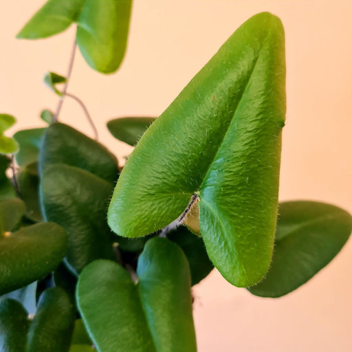 Heartleaf Fern: Petite Indoor Plant for Plant and Pet Enthusiasts - Perfect for Pet-Friendly Homes