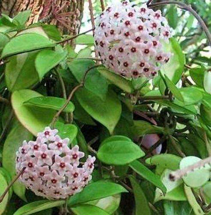 Elegant Variegated Hoya 'Krimson Queen' Succulent - A Living Work of Art