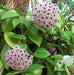 Succulent Plant: Elegant Hoya 'Krimson Queen'