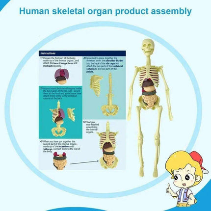 Interactive Anatomical Skeleton Model Kit - A Hands-On Learning Experience for Anatomy Enthusiasts - Très Elite