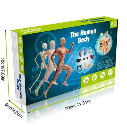 Interactive Anatomical Skeleton Model Kit - A Hands-On Learning Experience for Anatomy Enthusiasts - Très Elite
