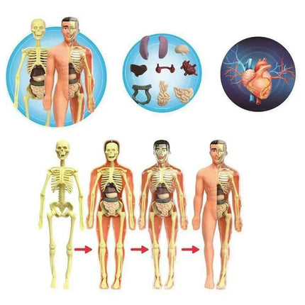 Interactive Anatomical Skeleton Model Kit - A Hands-On Learning Experience for Anatomy Enthusiasts - Très Elite