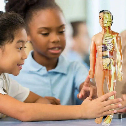Interactive Anatomical Skeleton Model Kit - A Hands-On Learning Experience for Anatomy Enthusiasts - Très Elite