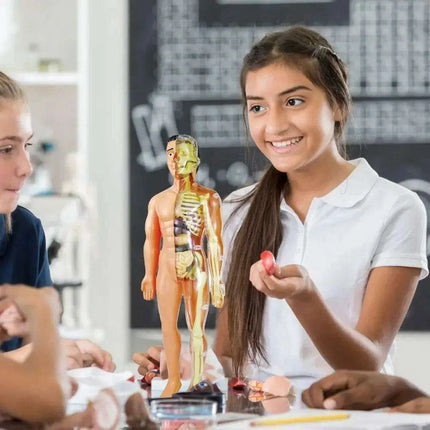 Interactive Anatomical Skeleton Model Kit - A Hands-On Learning Experience for Anatomy Enthusiasts - Très Elite
