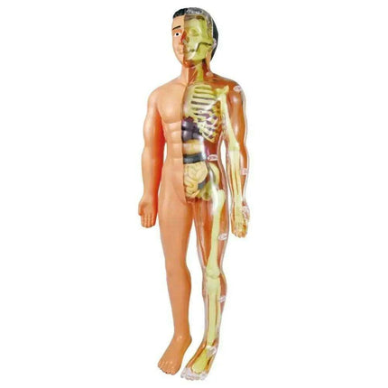 Interactive Anatomical Skeleton Model Kit - A Hands-On Learning Experience for Anatomy Enthusiasts - Très Elite