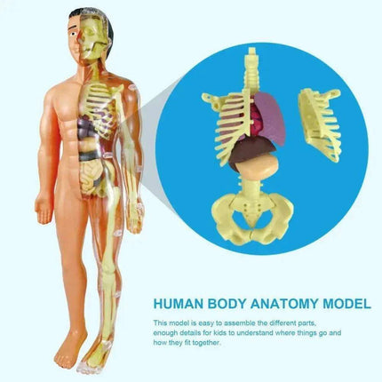 Interactive Anatomical Skeleton Model Kit - A Hands-On Learning Experience for Anatomy Enthusiasts - Très Elite