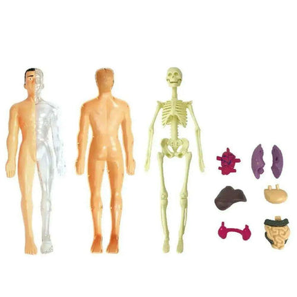 Interactive Anatomical Skeleton Model Kit - A Hands-On Learning Experience for Anatomy Enthusiasts - Très Elite