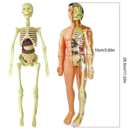 Interactive Anatomical Skeleton Model Kit - A Hands-On Learning Experience for Anatomy Enthusiasts - Très Elite