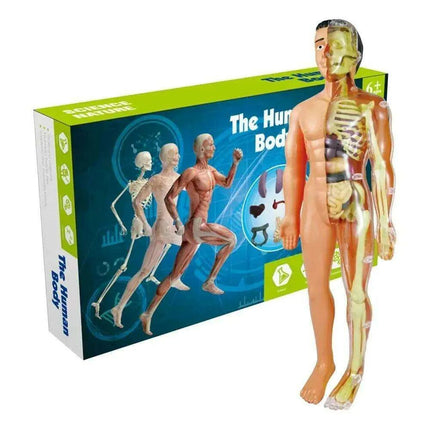 Interactive Anatomical Skeleton Model Kit - A Hands-On Learning Experience for Anatomy Enthusiasts - Très Elite